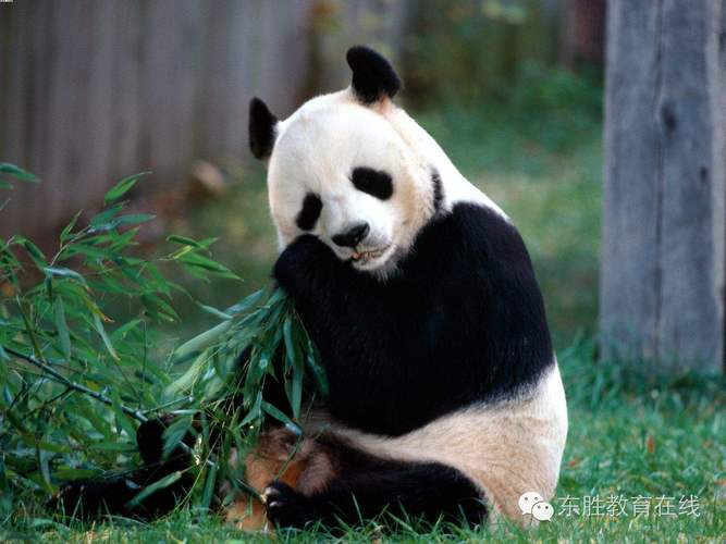 梦见熊猫宝宝是什么意思