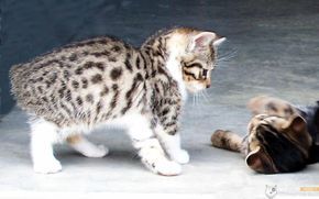 梦见九尾猫 梦到无尾猫