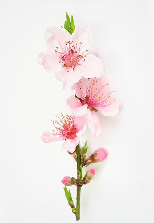 走桃花运的征兆有哪些