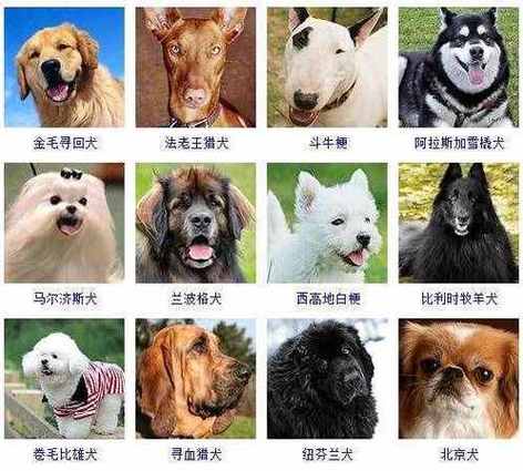 好听的哈士奇名字大全