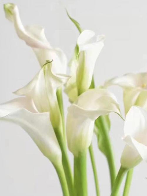 白色马蹄莲的花语是什么?