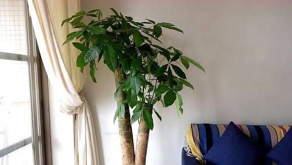 客厅的财位应该摆什么植物,请问客厅的财位上摆放什么植物比较好?