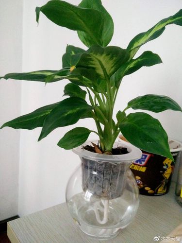 十二星座适合养什么植物