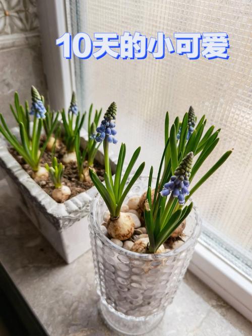 风信子水培方法,四步到位简单明了