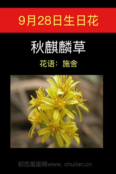 9月28日生日花语:秋麒麟草,9月28日是什么星座?