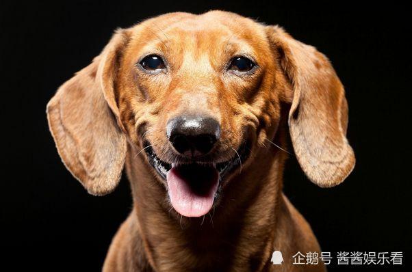 坚强的狗狗是什么生肖