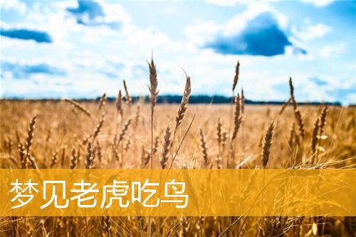 梦见老虎吃鸟