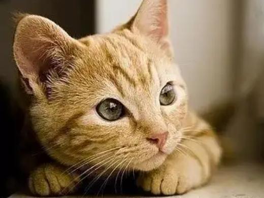 梦见撵猫是什么预兆
