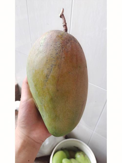 梦见偷摘芒果