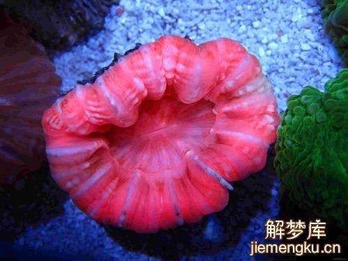 孕妇梦见珊瑚