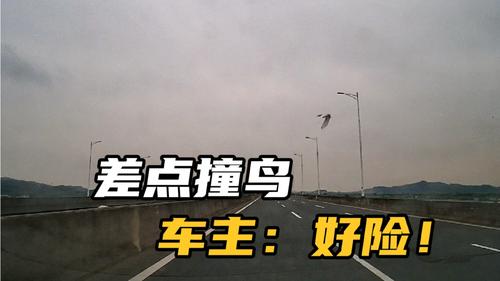 开车撞到鸟了会有什么征兆