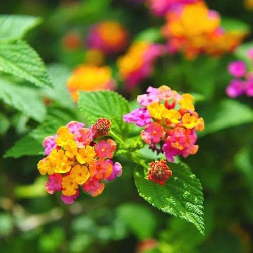 五色梅花语是什么?开朗、活泼