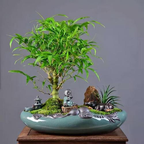 屋后种竹子 有什么风水禁忌
