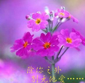 樱花草的花语,除你之外别无他爱