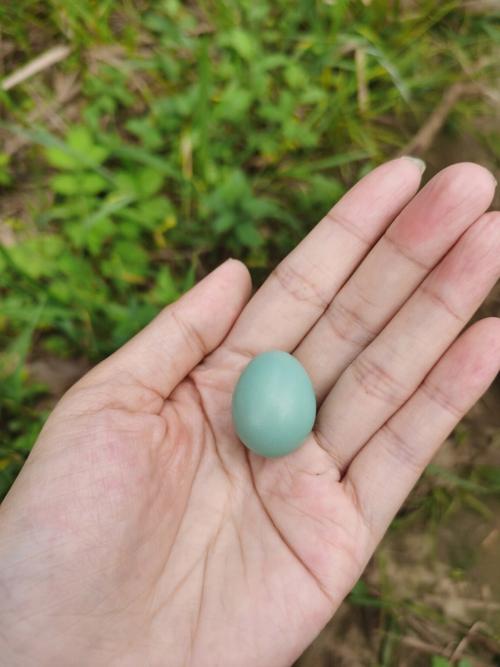 梦见下雨天有蛇是什么意思