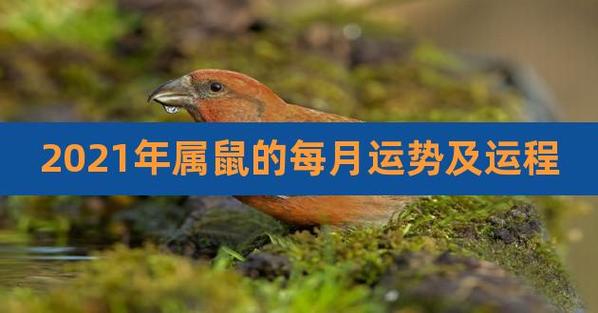 2021年08月06日属鼠今日运势及运程详解