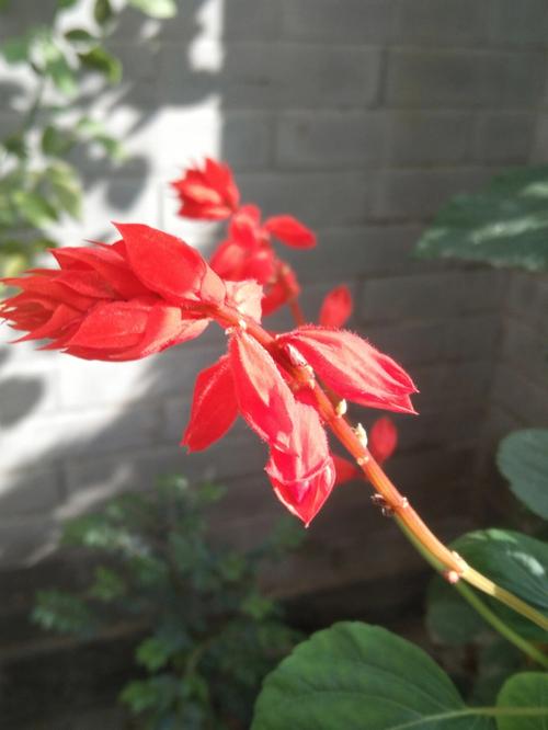一串红的花语是什么?