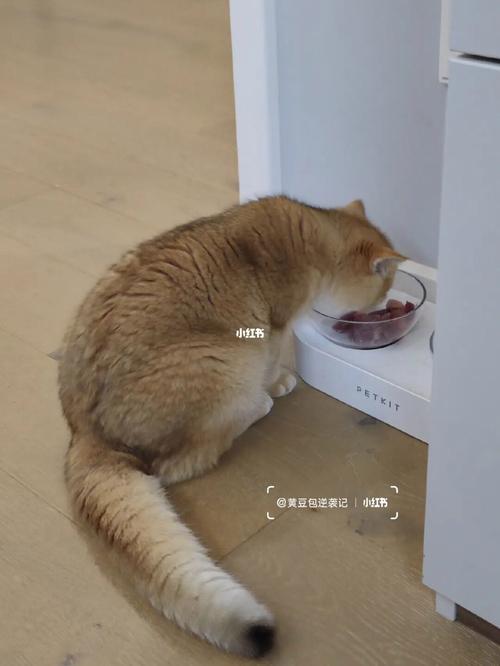 属狗女生碗里的肉被男友夹走的反应