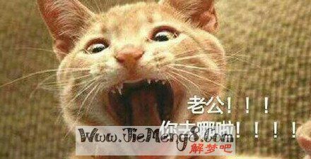 梦见猫把老公叼走了