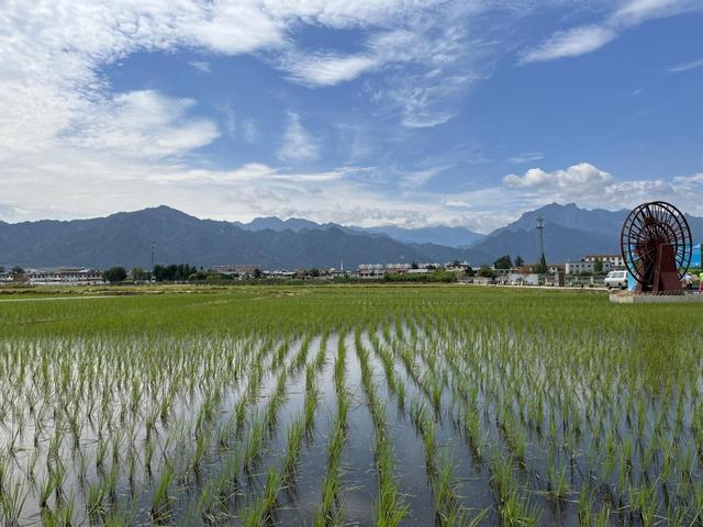 梦见水田和秧苗预示着什么