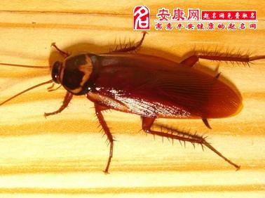 梦见蟑螂在碗里,运气还不错