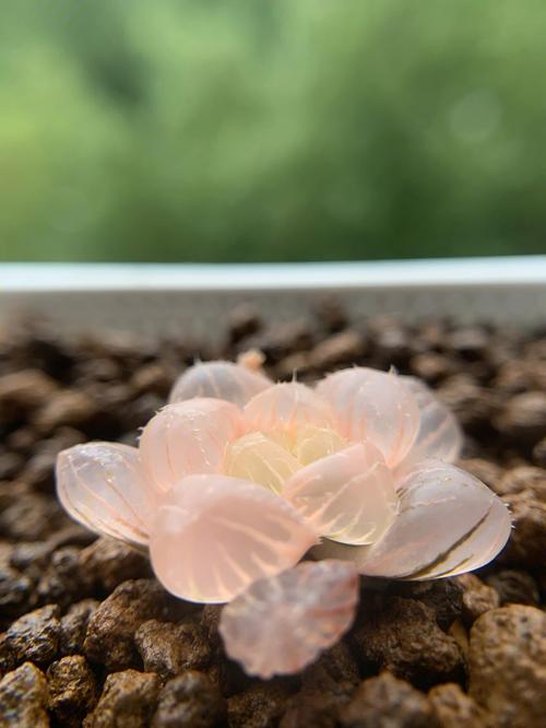 植物花语:冰灯玉露花语是什么?