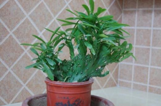 风水学辟邪植物有哪些