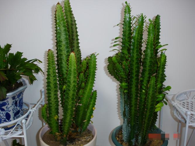 镇宅辟邪最厉害的植物