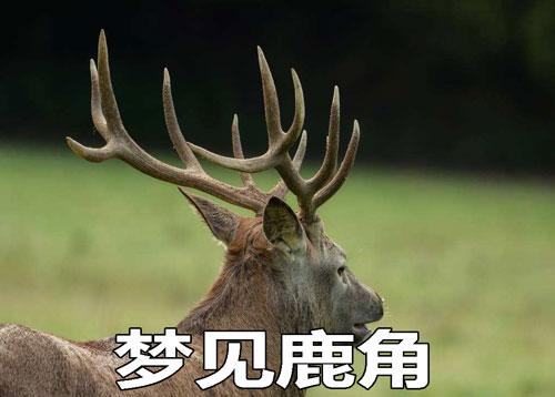 梦见鹿角预示什么
