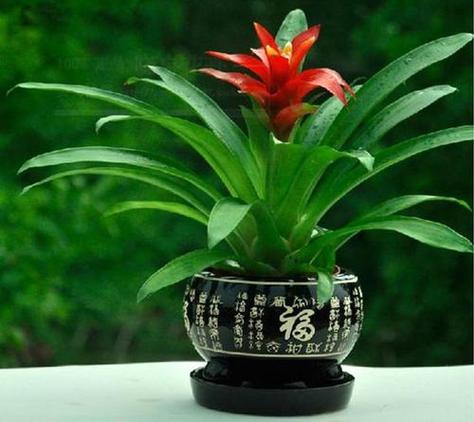 属猪的代表花是什么花