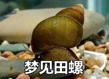 梦见田螺 螺蛳 海螺怎么回事 梦见田螺 螺蛳 海螺有什么预兆