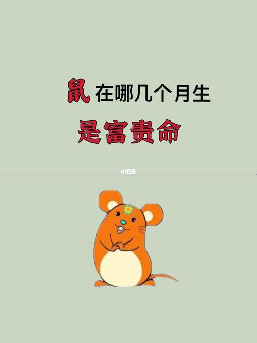 属鼠的几月出生好最富贵吉利
