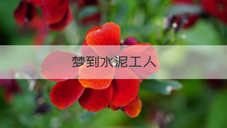 梦见水泥 梦见水泥工是什么意思