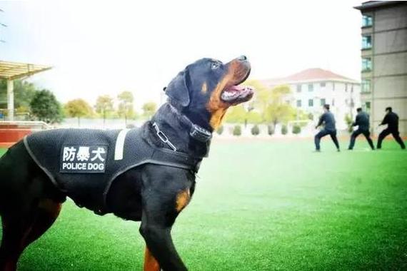 好听的警犬名字