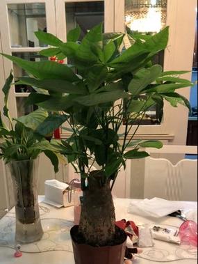 客厅摆放什么植物,好看又招财
