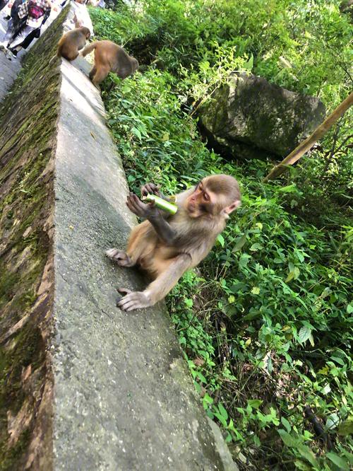 梦见猴子抢我东西吃