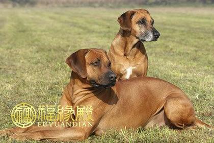 属狗能通过胆识优势实现梦想吗