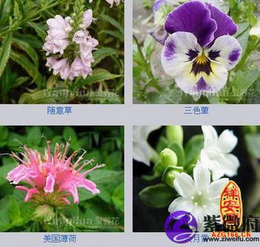 花卉公司名字温馨特别