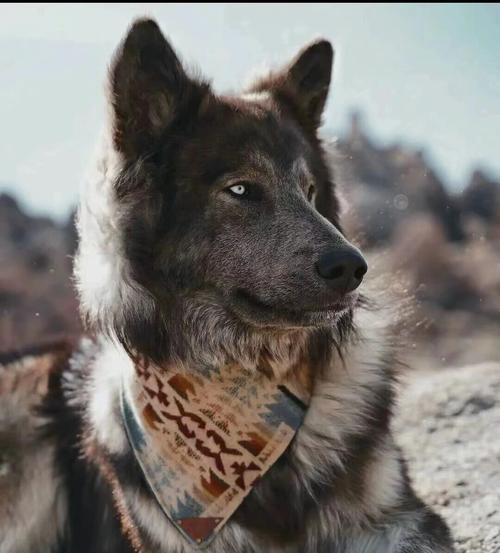 牧羊犬名字霸气的顺口