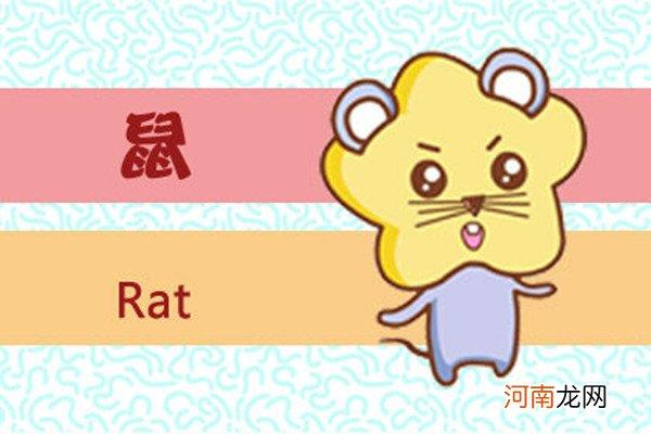 1984年属鼠是什么命,十鼠九苦,哪个月份最苦
