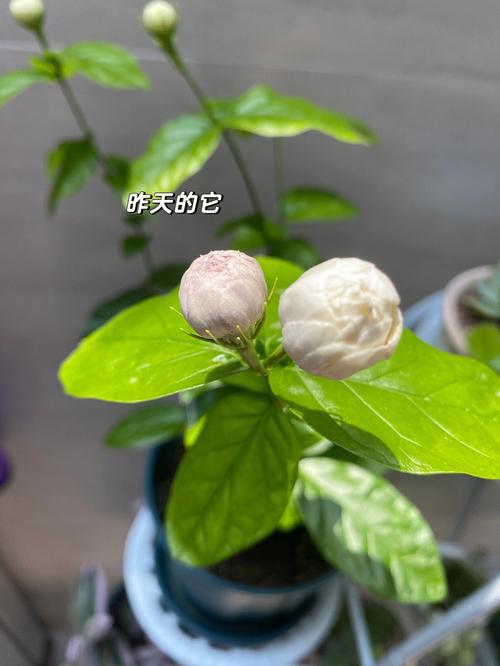 梦见茉莉,茉莉花详解