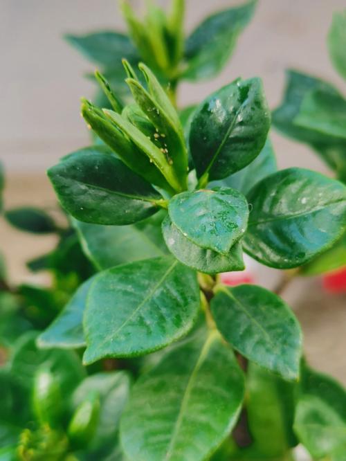 枝枝花在风水上有什么讲究
