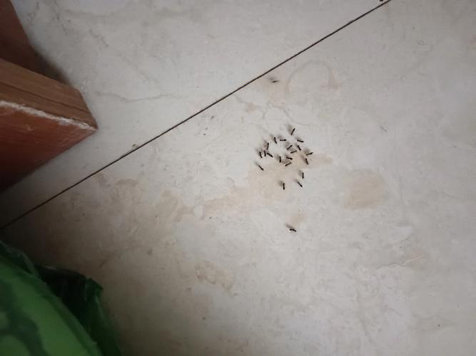 家里出现蚂蚁预示什么