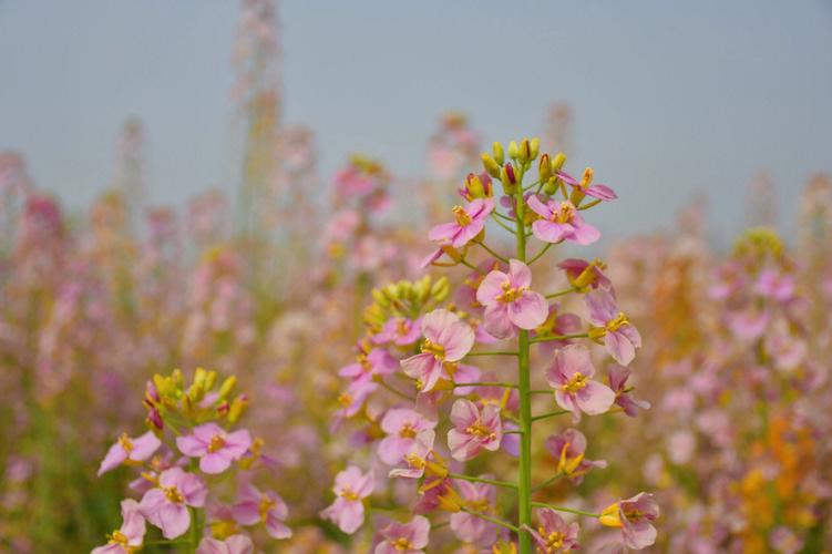 梦见油菜花好不好