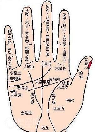 手相姻缘线的全面分析