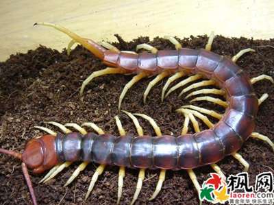 梦见把蜈蚣打死了