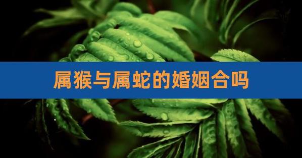 属蛇和属猴的情感终极配对