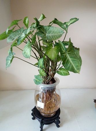 二色芋的花语和象征代表意义
