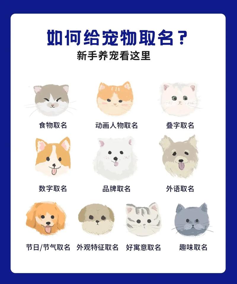 给宠物起名起什么名好
