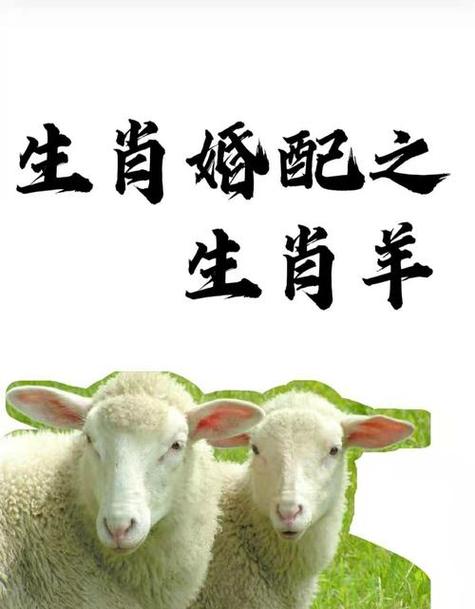 和属羊男交往的忌讳